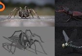 Blender 2.81 Spiders and insects creation from scratch