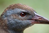 WEKA Data Mining with Open Source Machine Learning Tool