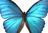 Life Coach, a Program to Become a Certified Life Coach.