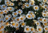 A taste of Aromatherapy