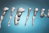 Arm and hand anatomy exercises course