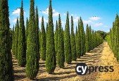 Master Cypress in 15 minutes a day_1