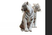 PhotoShop Selection tool Masking L1