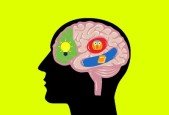 Brain-Based Emotional Intelligence for Parents Teachers