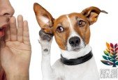 Active Listening Master Course- How to Improve Communication