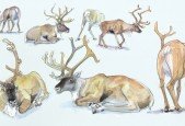 The School of Drawing- How to Draw Nature Masterclass