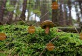 Biomimicry As A Way Of Being