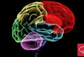 Business Neuromarketing Science