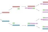 Principles in qPCR and Data analysis