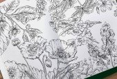 Drawing Botanical Line Illustrations - Poisonous Plants