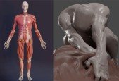 3D Anatomy- Sculpting in Blender- Master the human figure