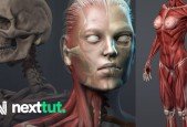 Female Anatomy Sculpting in Zbrush