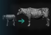 How To Sculpt A Cow_Bovine Anatomy Figure In ZBrushCore 2021