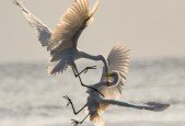 Conflict Resolution Mastery