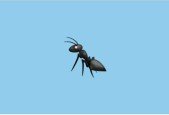 The Complete Apache Ant Bootcamp