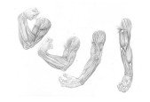 How to draw arms and legs