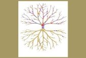 Roots to Abundance