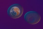 Mysql master and slave replication