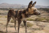 Realistic Animal Creation in Blender
