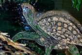 GLASS ART ON CANVAS (advanced)