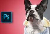 Adobe Photoshop Animal Retouching