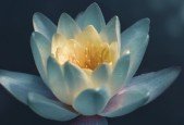 Free Meditation Course with Sankalpa