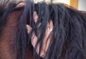 SOFT HANDS Horsemanship Challenge