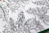 Botanical Line Illustrations - Poisonous Plants (Part 2)