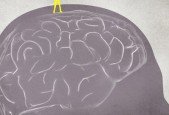 Mental Wellness and Executive Functioning of the Brain