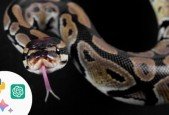 Learn Python Basics with AI Tools like ChatGPT Google Bard