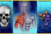 Complete Beginner Guide to Anatomy and Figure Drawing pt1
