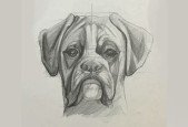 Animal Figure and Anatomy with Charcoal Drawing Technique