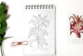 Botanical Line Drawing- Bent Leaves From Beginner To PRO