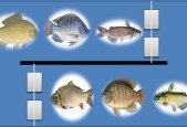 How Set Up Biofloc System For Fish Farm_1