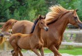 Economics and Horses, Sunshine and Summer
