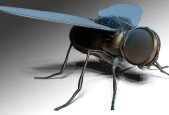 ZBrush Online Course Sculpting and Modelling "The Fly"