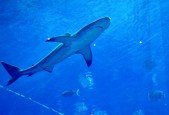 The Ultimate Wireshark Course