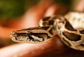 Learn Basics of Python like a Baby