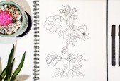 Botanical Line Drawing Illustration Firts Steps