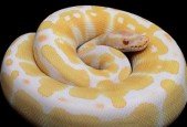 Learning how to use Python