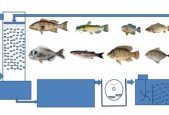 Recirculating Aquaculture Systems For Fish Farm