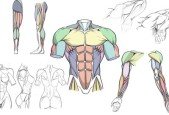How to Draw Dynamic Anatomy Step by Step
