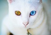 Making Handmade Jewelry for Your Pet