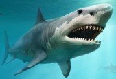 Wireshark Crash Course For beginners