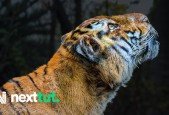Realistic Animal Creation for Film in Maya Zbrush