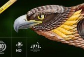 All-in-One Premium Design Course Scratch to Pro+ Edition