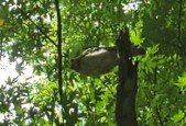 Nature Speak
