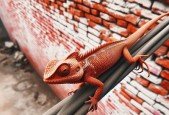 Mastering AI Models with Hands-On Google Colab Projects