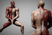 Human Anatomy for Artists using Zbrush and Photoshop
