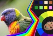 Color Theory for Art Design- Learn to use Color like a Pro